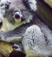 Australian Koala Cairns Tropical Zoo